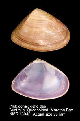 Plebidonax deltoides (3).jpg - Plebidonax deltoides (Lamarck,1818)